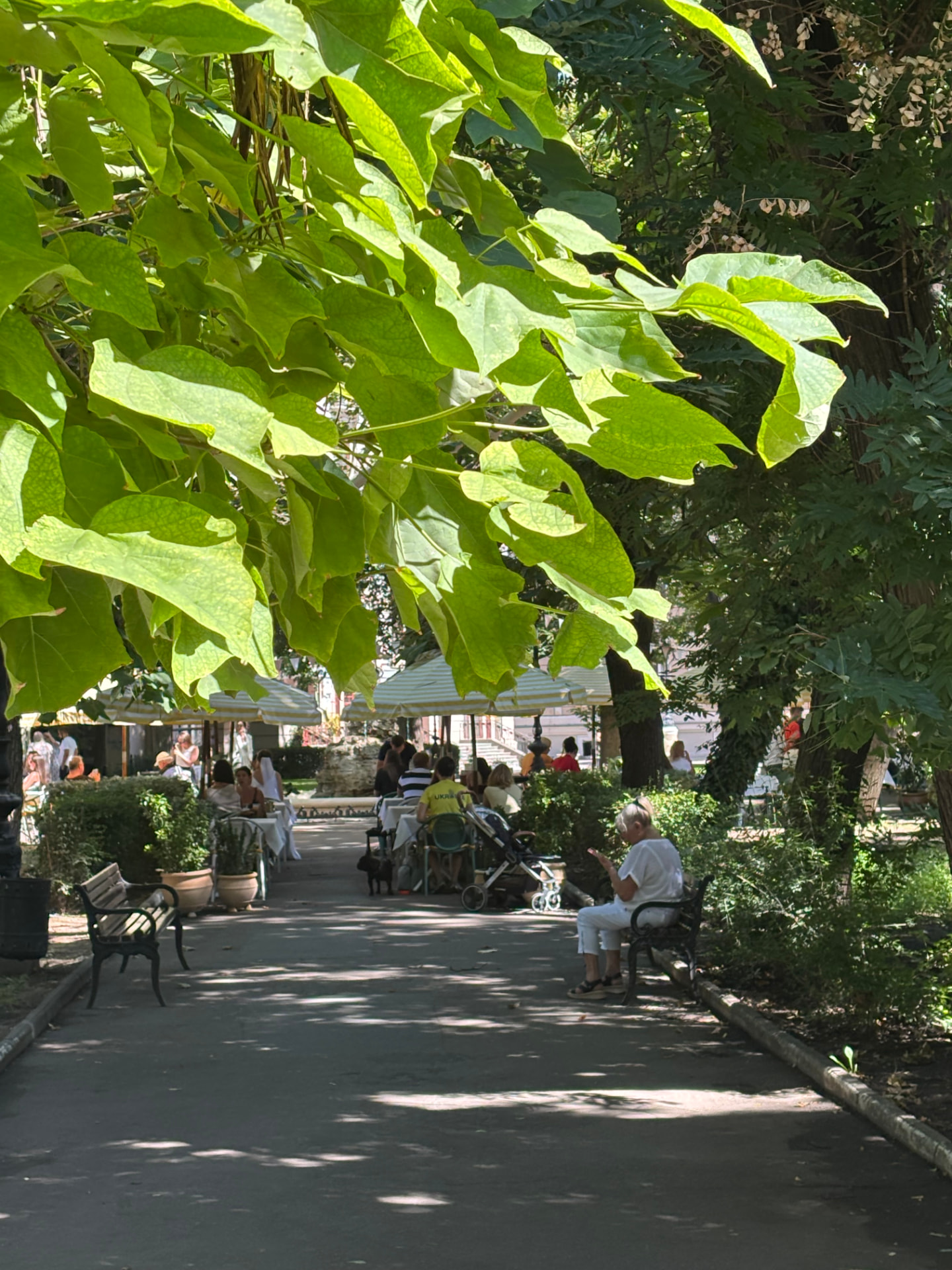 Odesa — City Garden — lunch under the catalpas